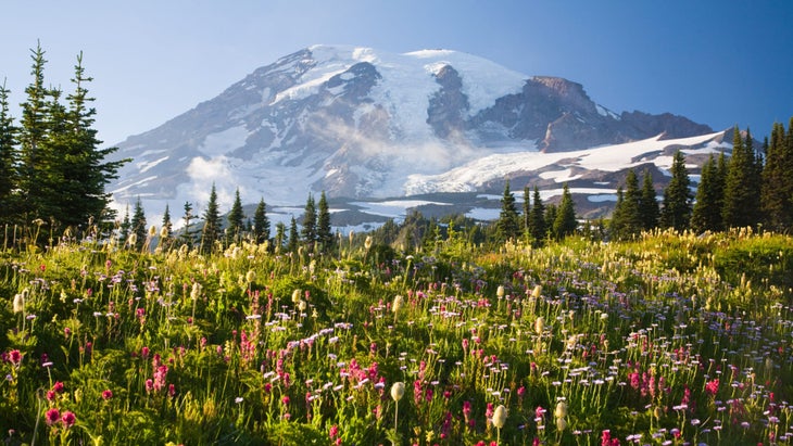 Mt. Rainier and meadows