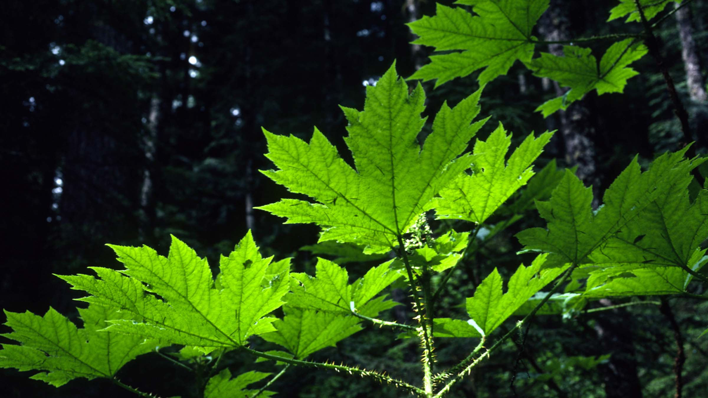 bigleaf maple