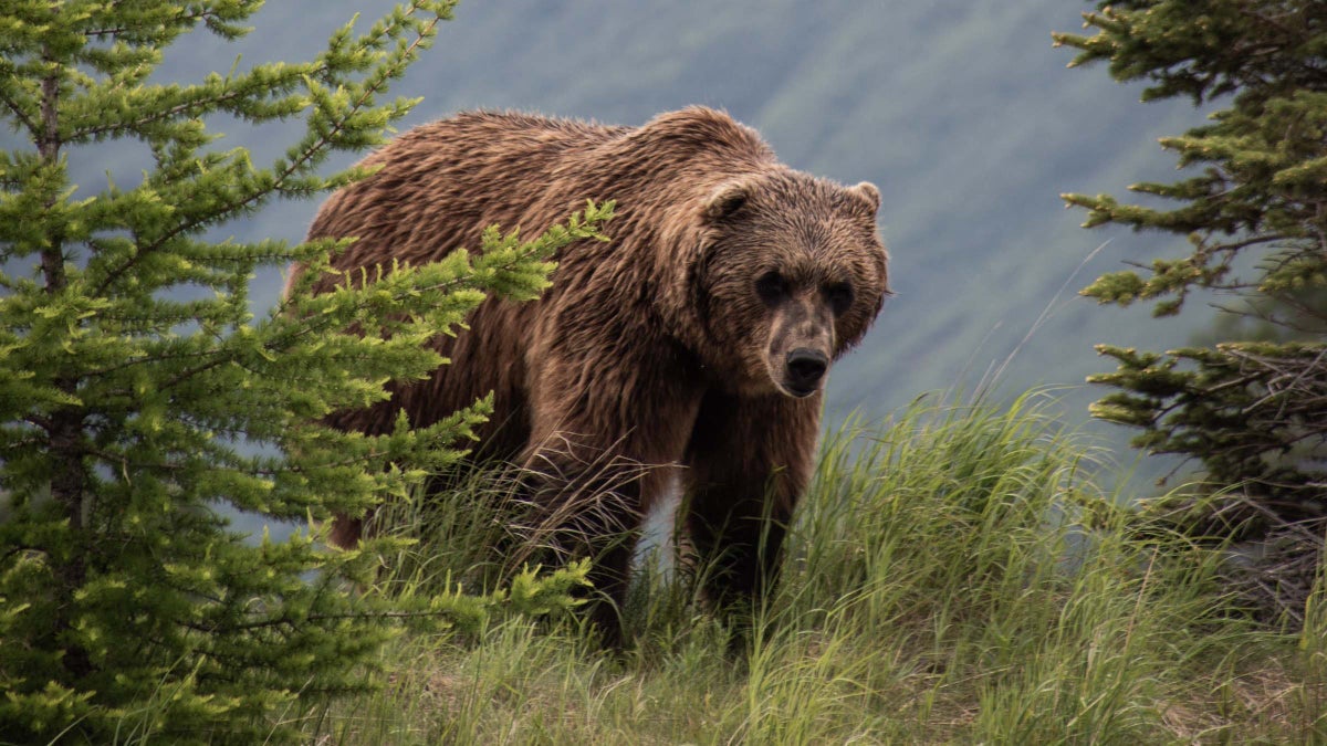 How To Treat Bear Attack Injuries - Backpacker