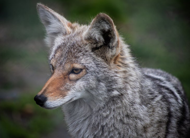 coyote