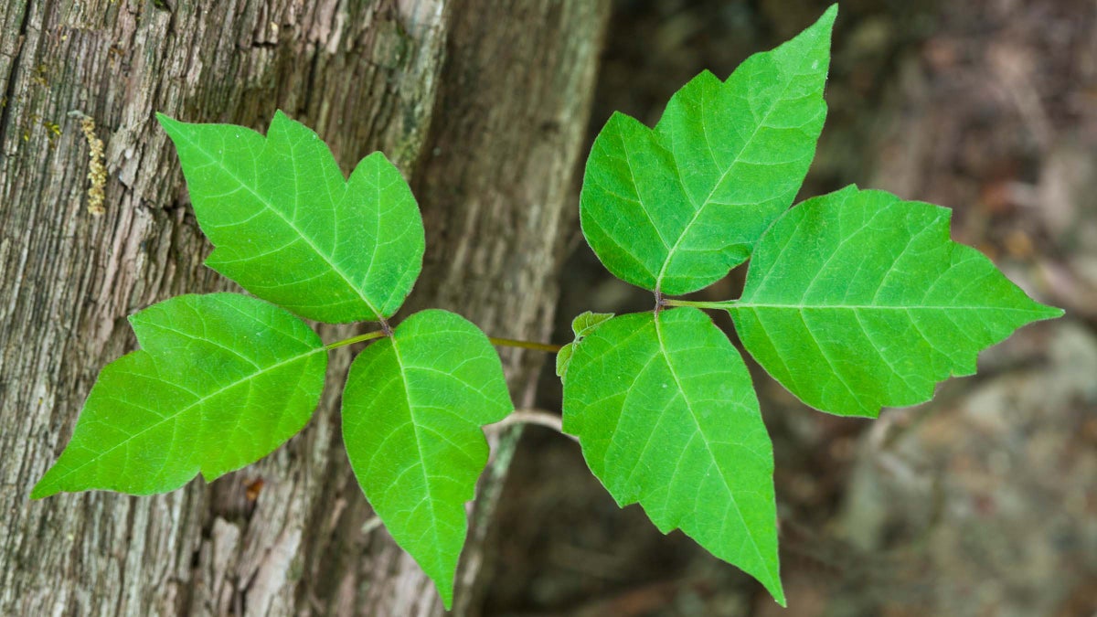 can-you-build-immunity-to-poison-ivy-by-eating-it-backpacker