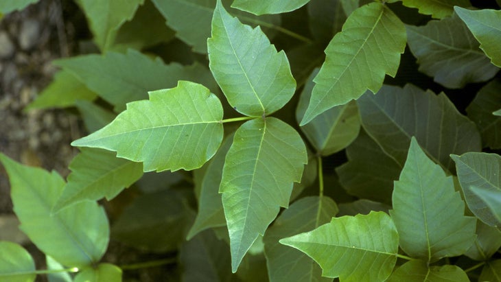 Why poison ivy is an unlikely climate change winner