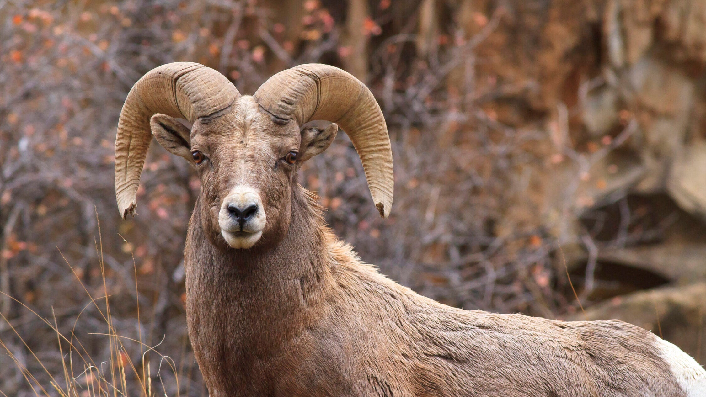 Ram sizing up  the competition