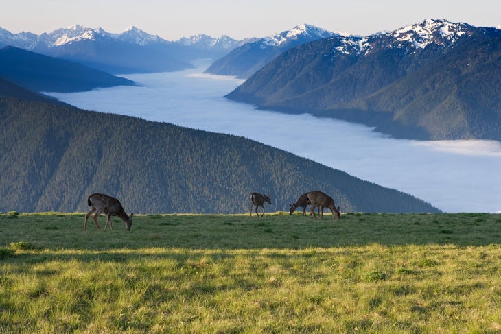 best backpacking trips olympic national park