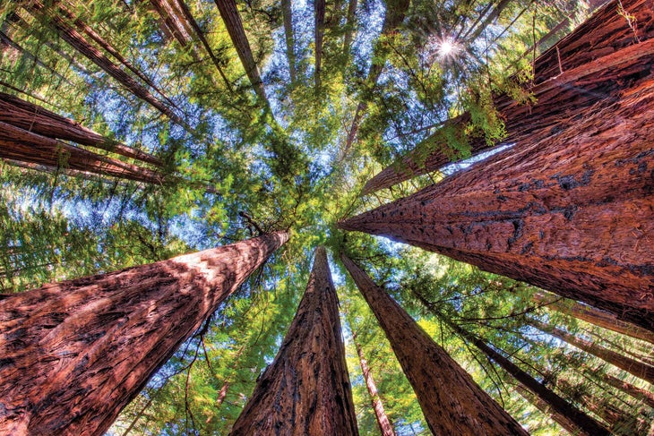 armstrong woods