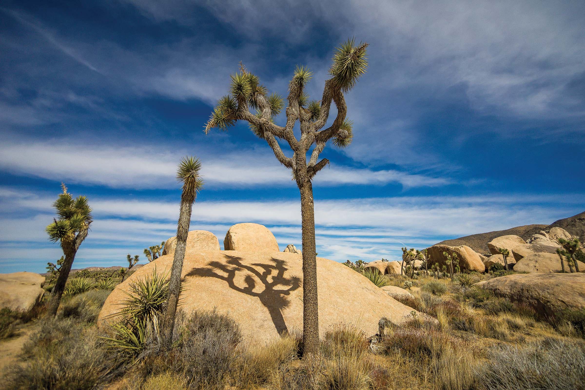 Joshua Tree