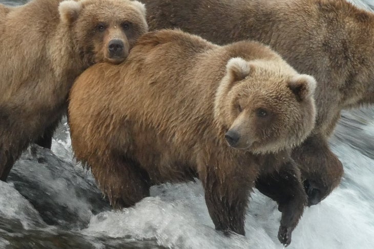 bear cub