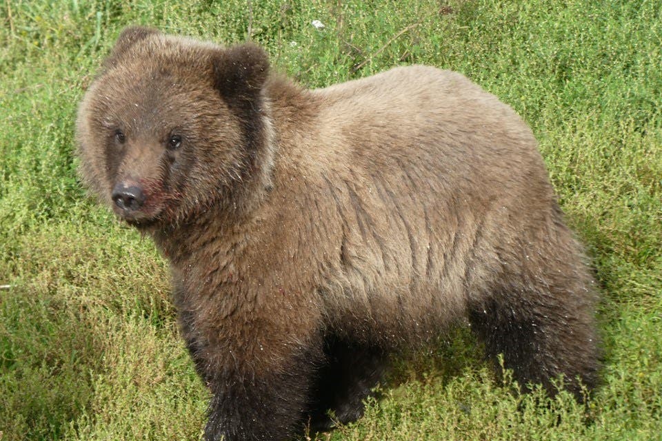 bear cub