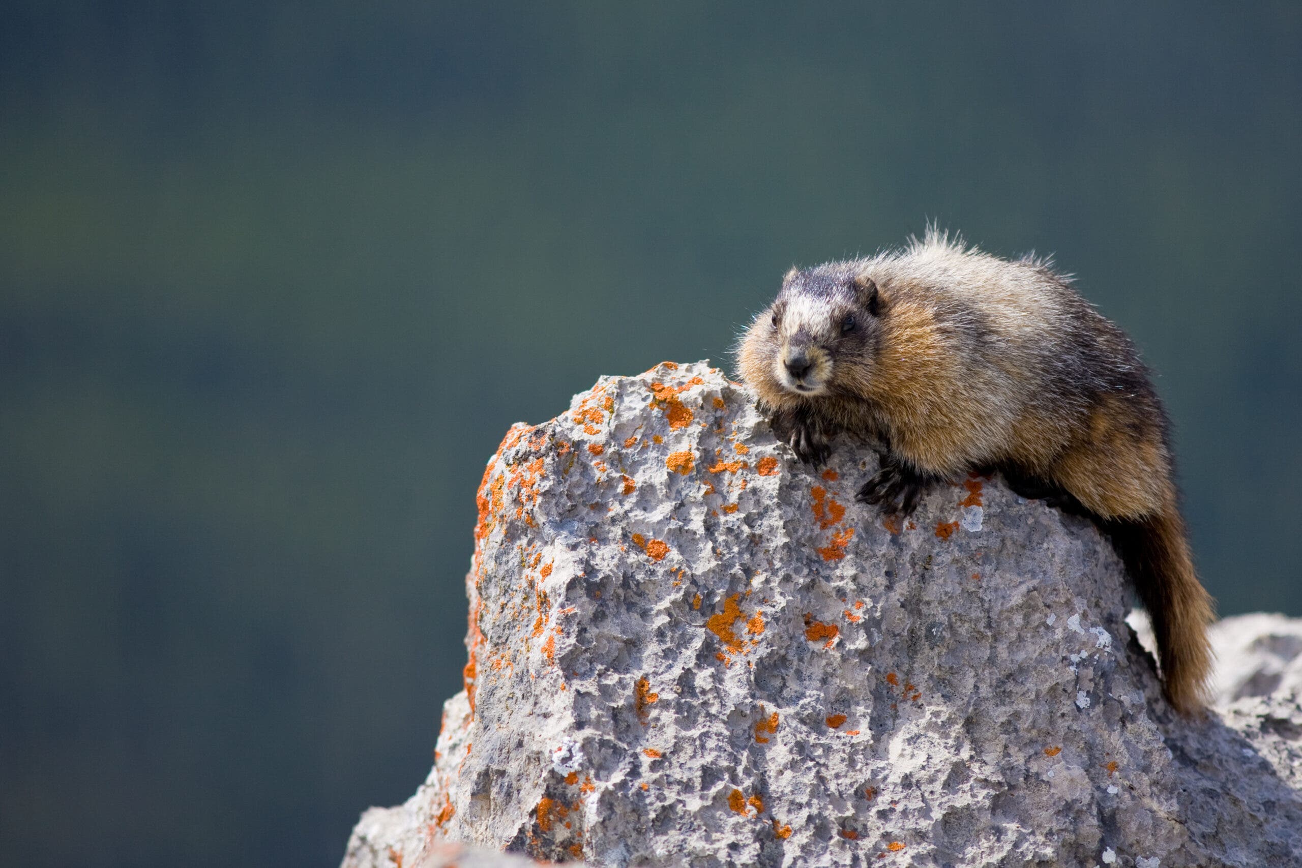 Marmot Whistle A hoary marmot sunning itself on a rock in the Canadian Rocky Mountains