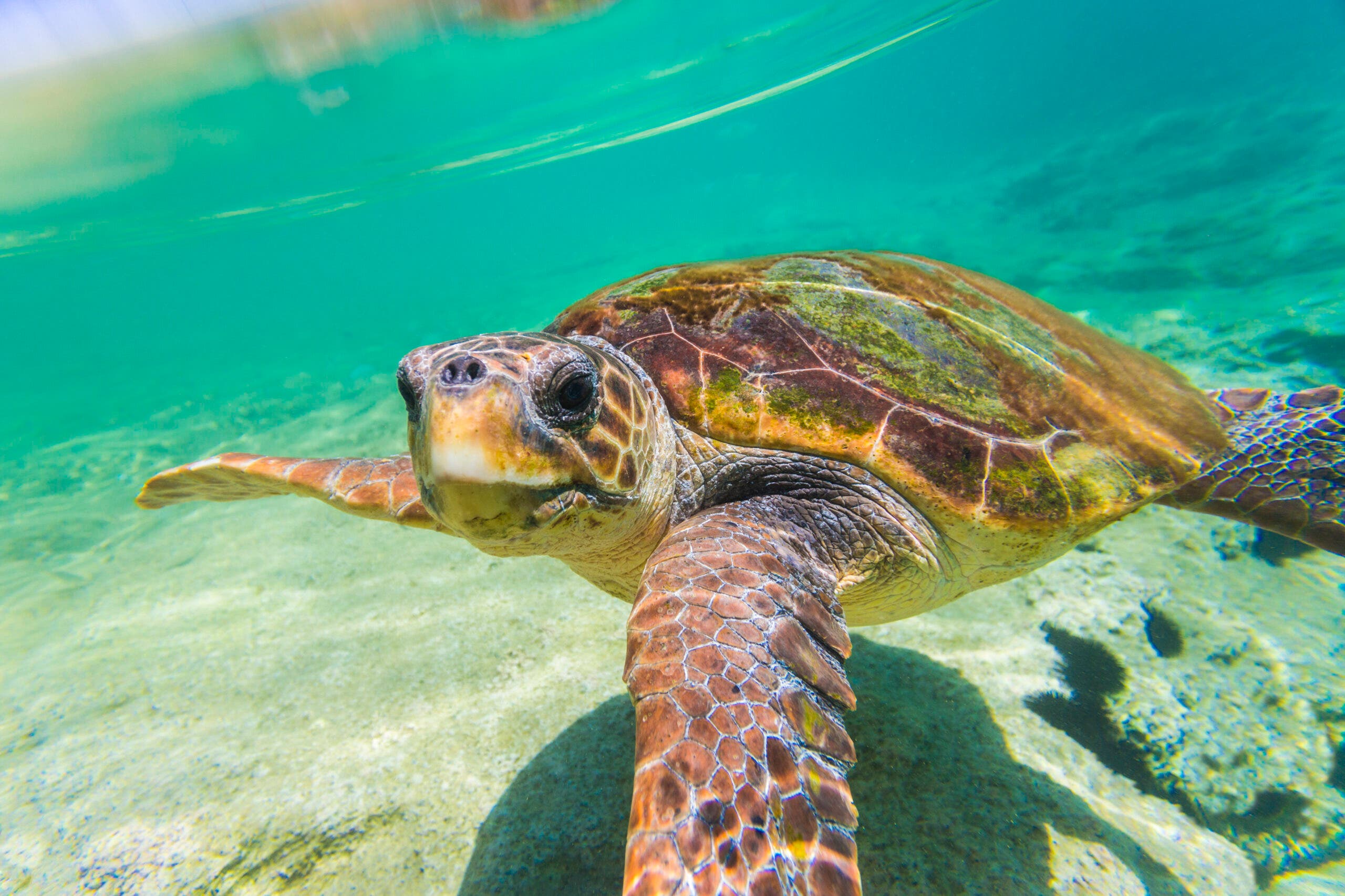 Loggerhead Turtle, Archie Carr National Wildlife Refuge A rare loggerhead turtle swims in the clear waters of the Archie Carr National Wildlife Refuge beach, the highlight of this sunrise hike.