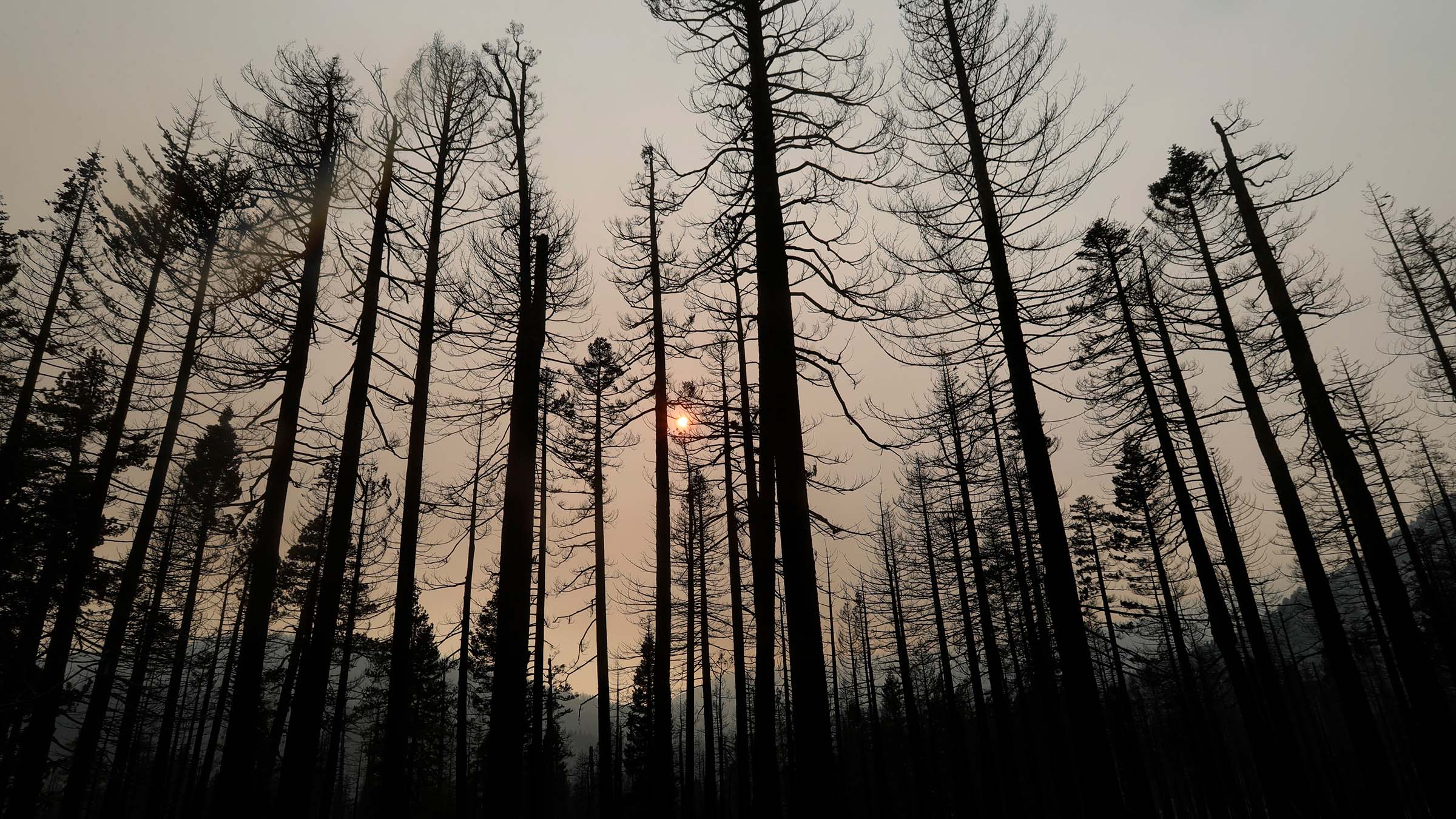 Burned Trees
