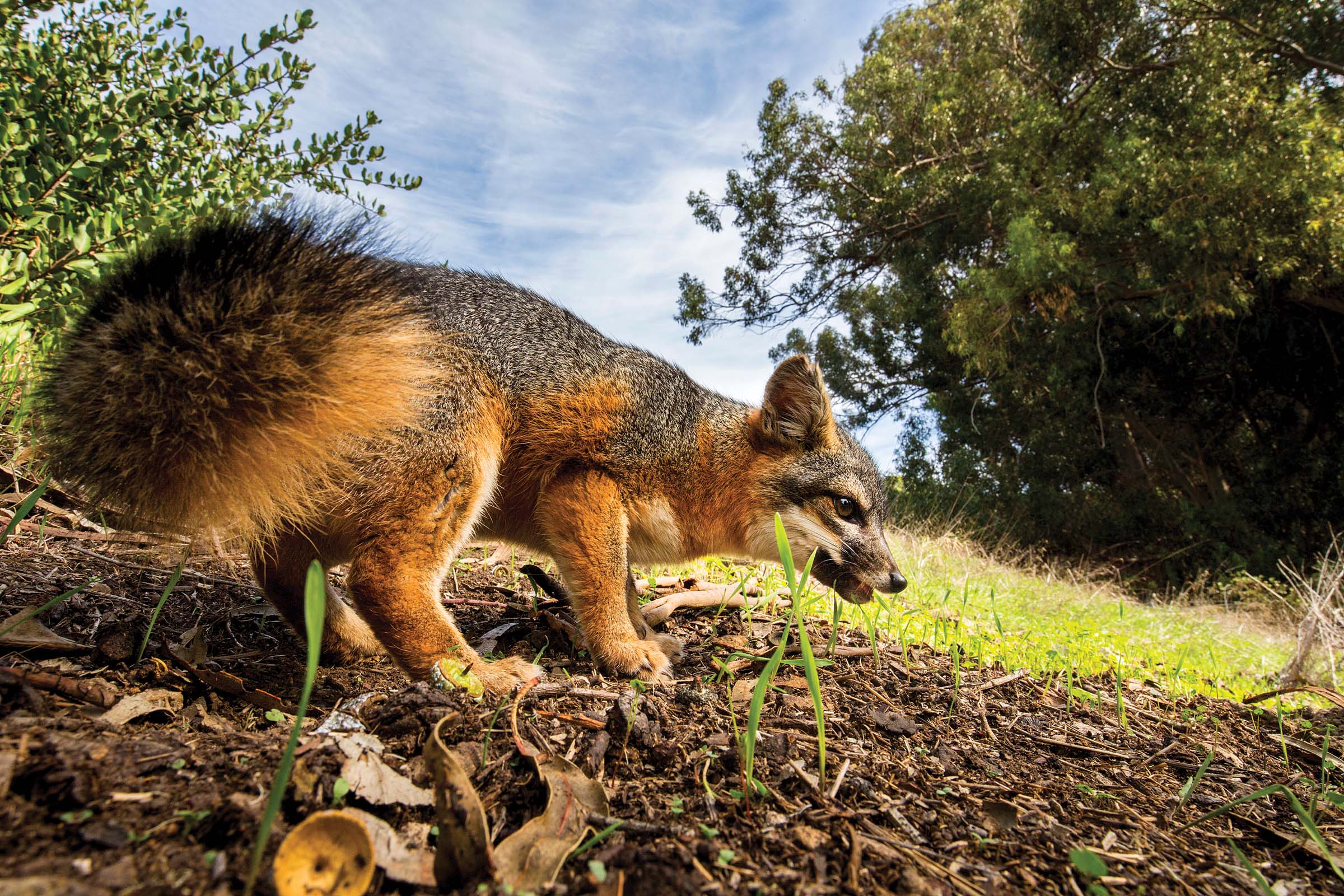 Channel Island Fox