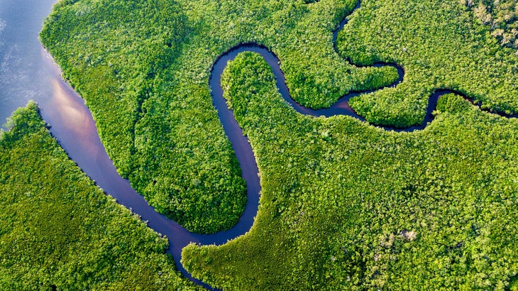 Daintree
