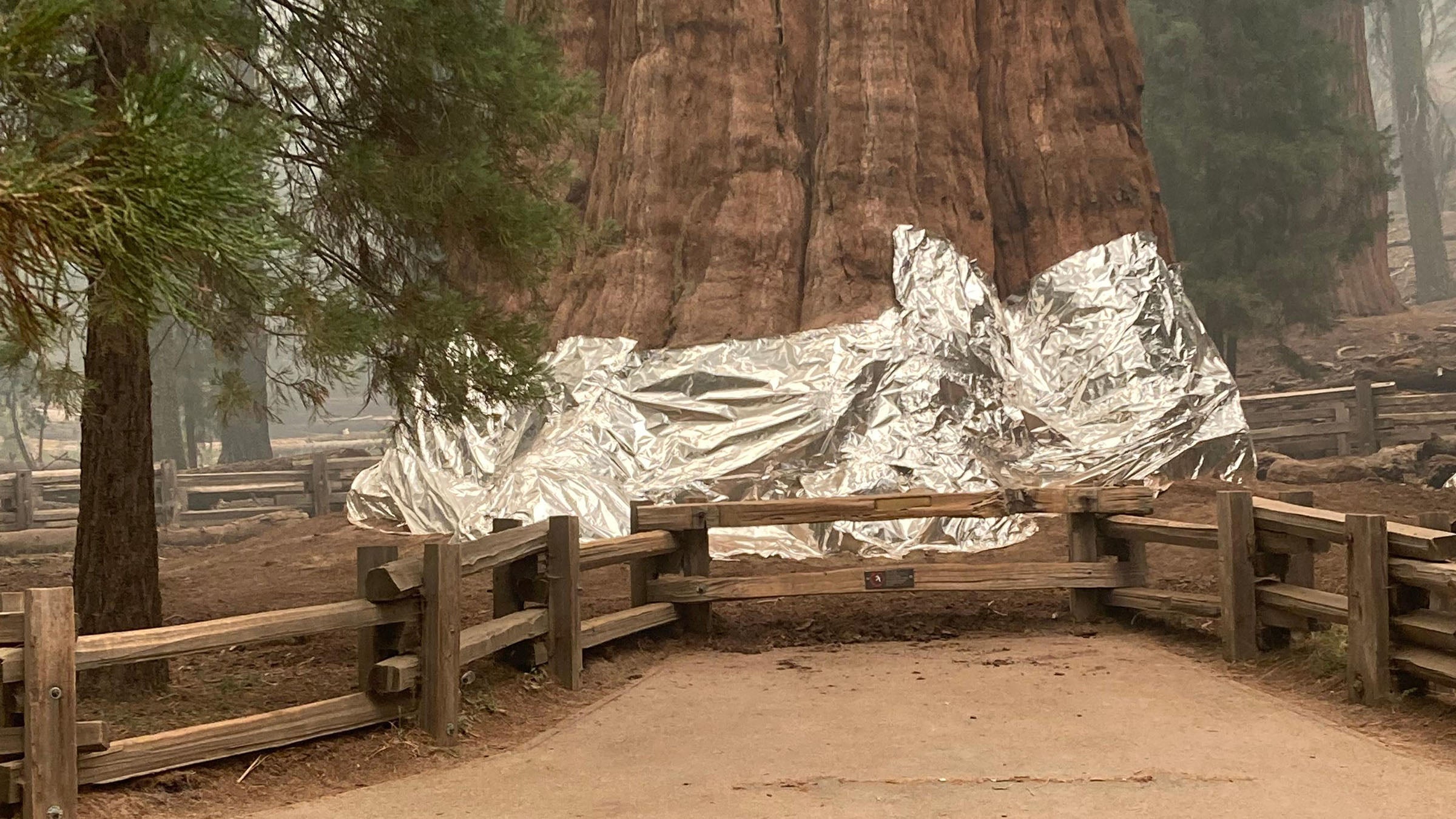 General Sherman Tree