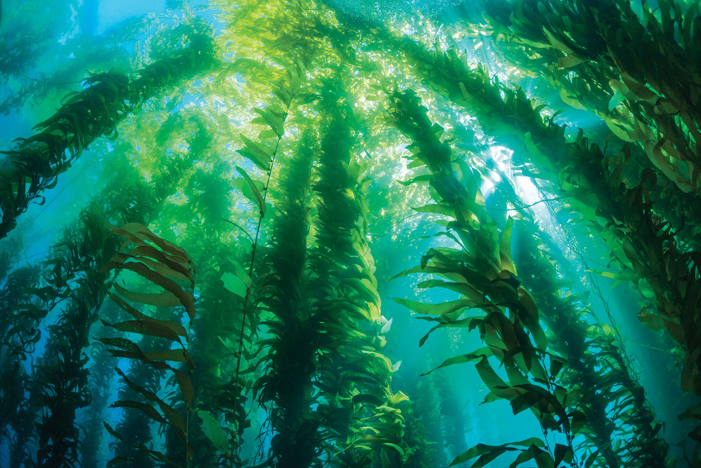 kelp forest