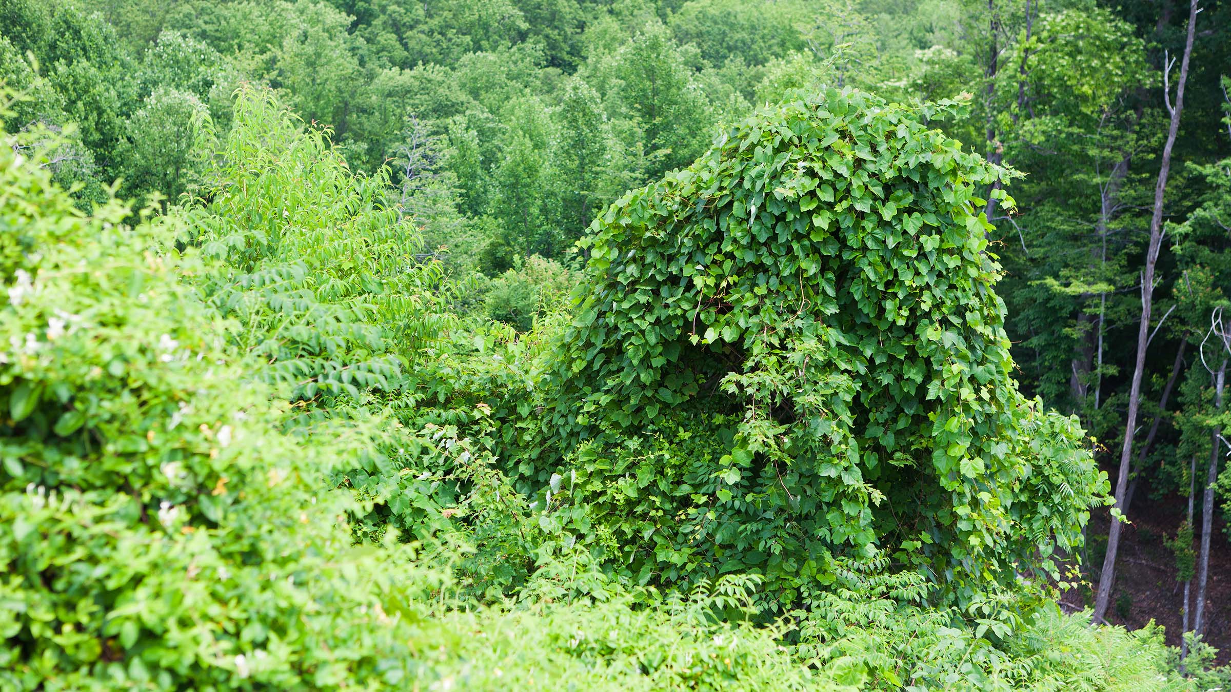 Kudzu