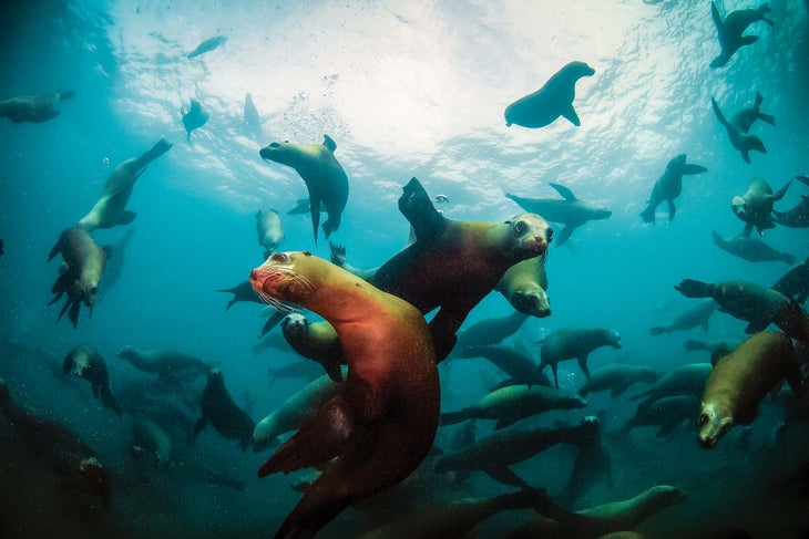 sea lions