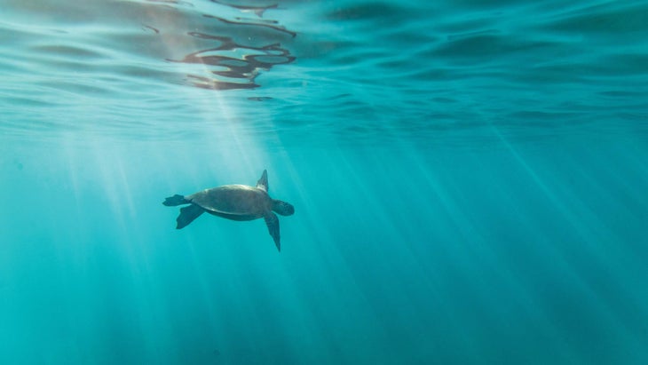 Sea turtle