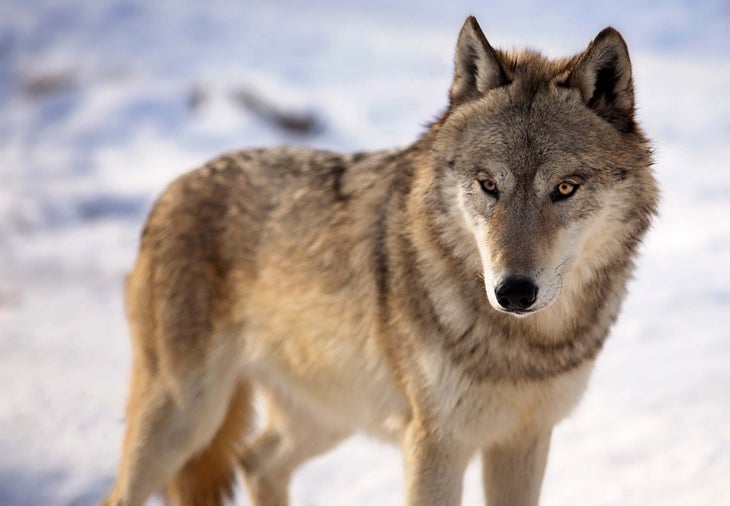 wolf