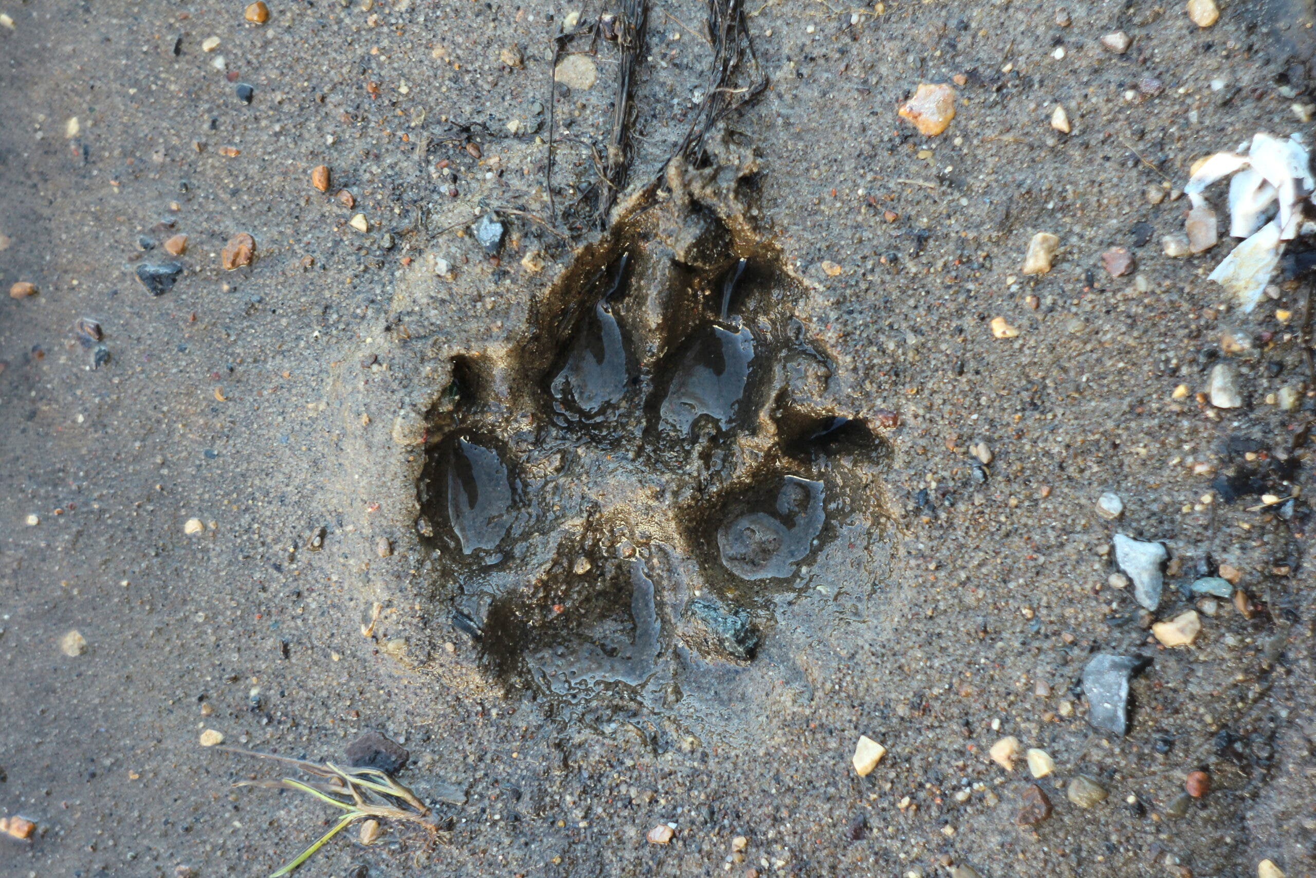 a wolf footprint in damp ground