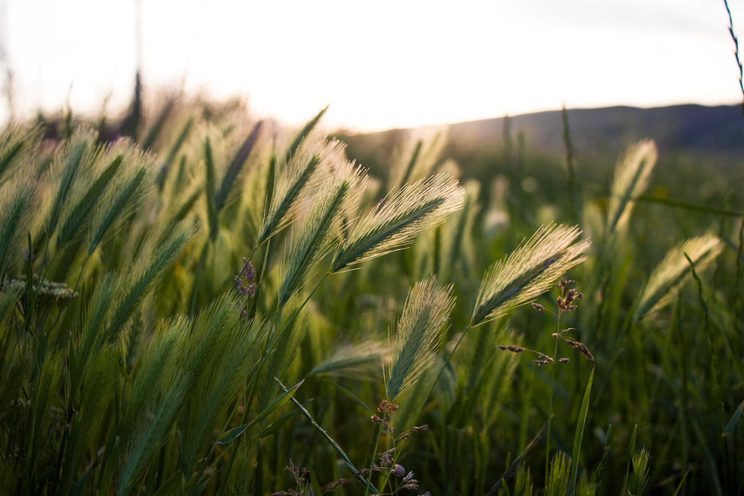 close-up of tall grass with seedheads visible at the top