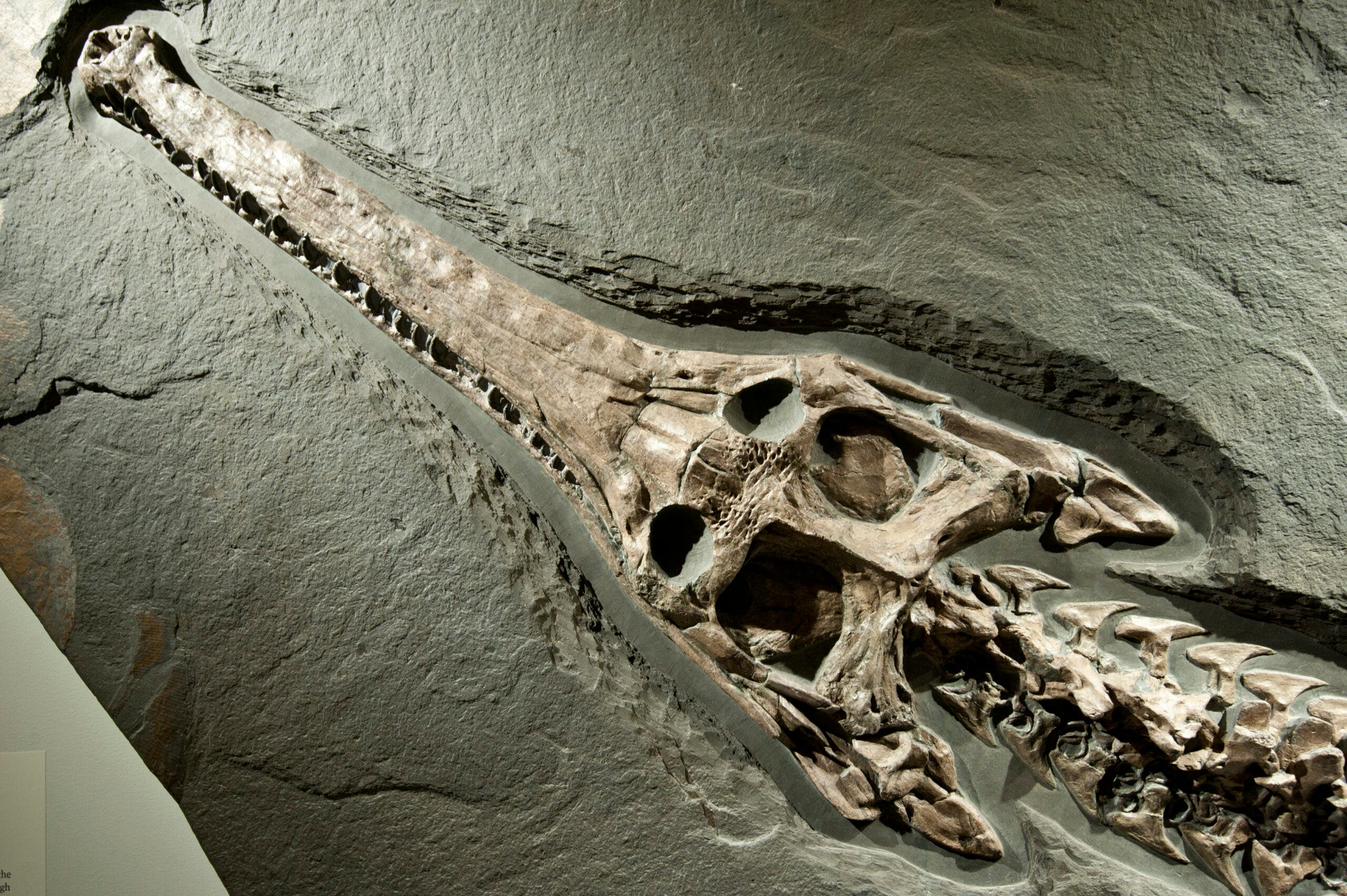 crocodile fossil exposed in a panel of solid rock