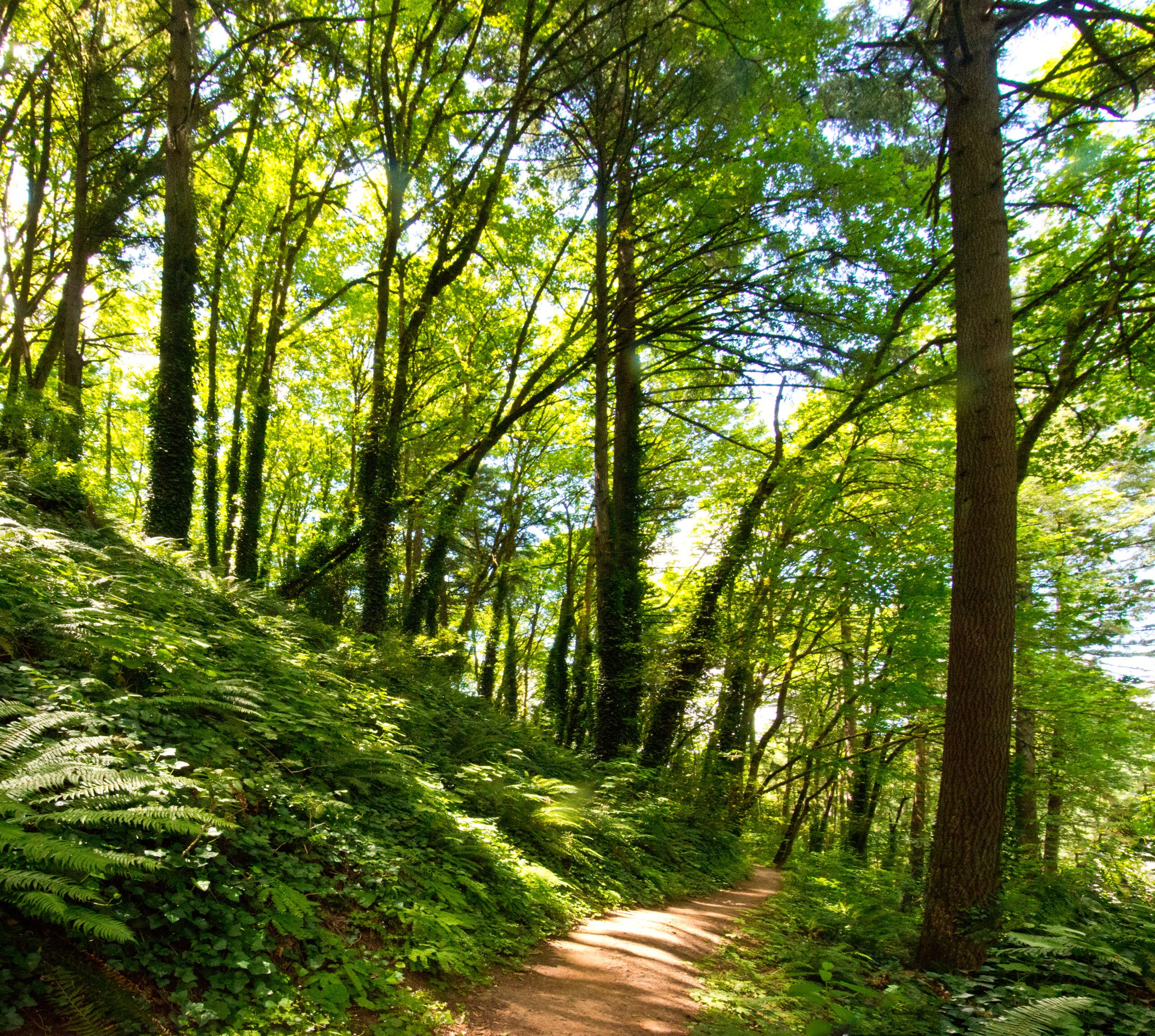 forest park in portland