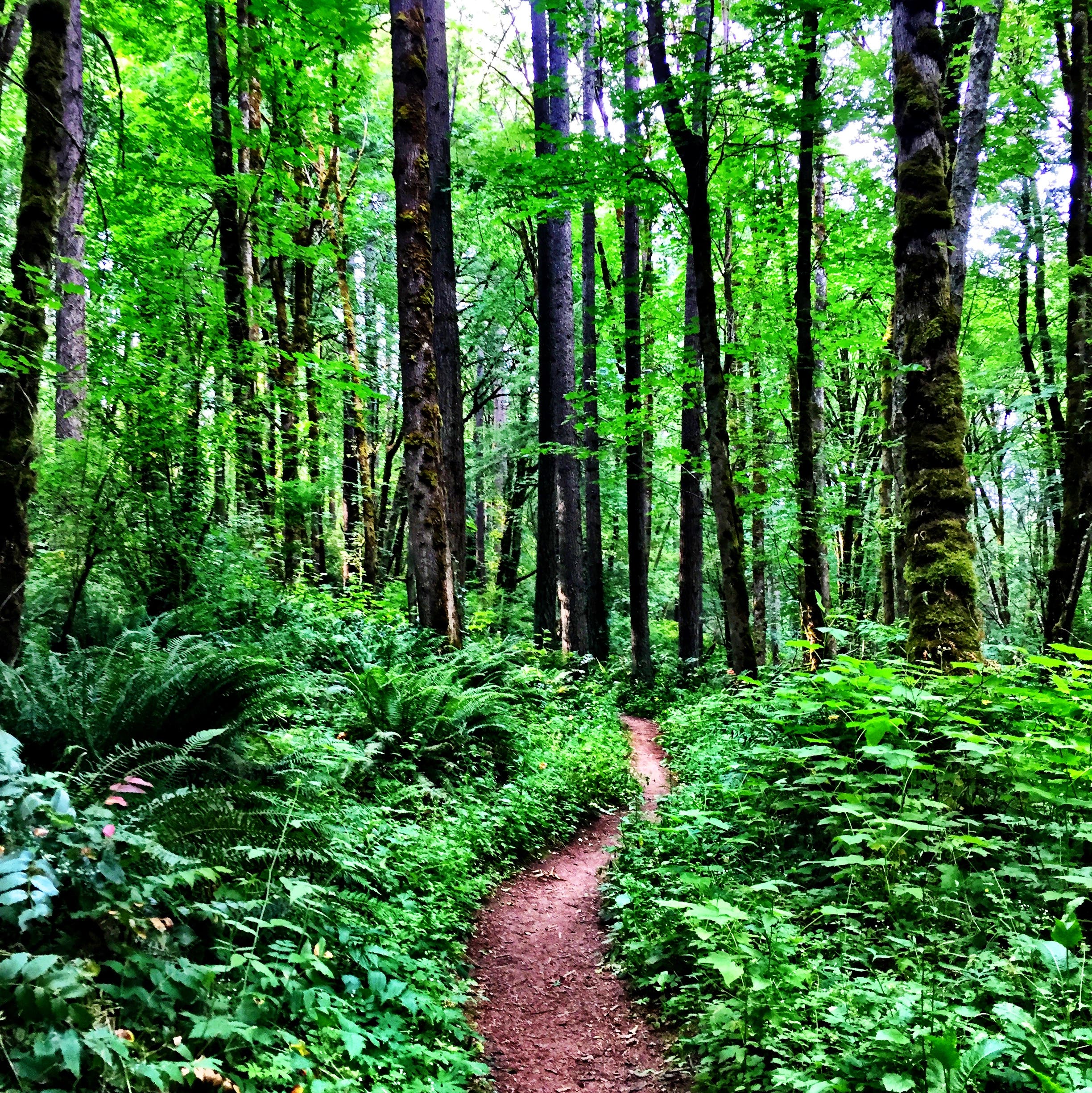 forest park in portland