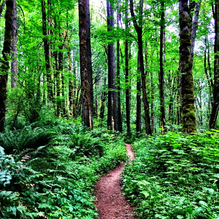 forest park in portland