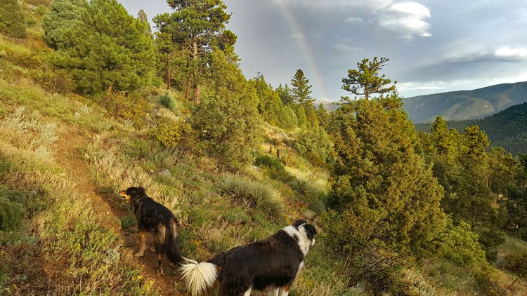 Mountain Dogs and Rainbow