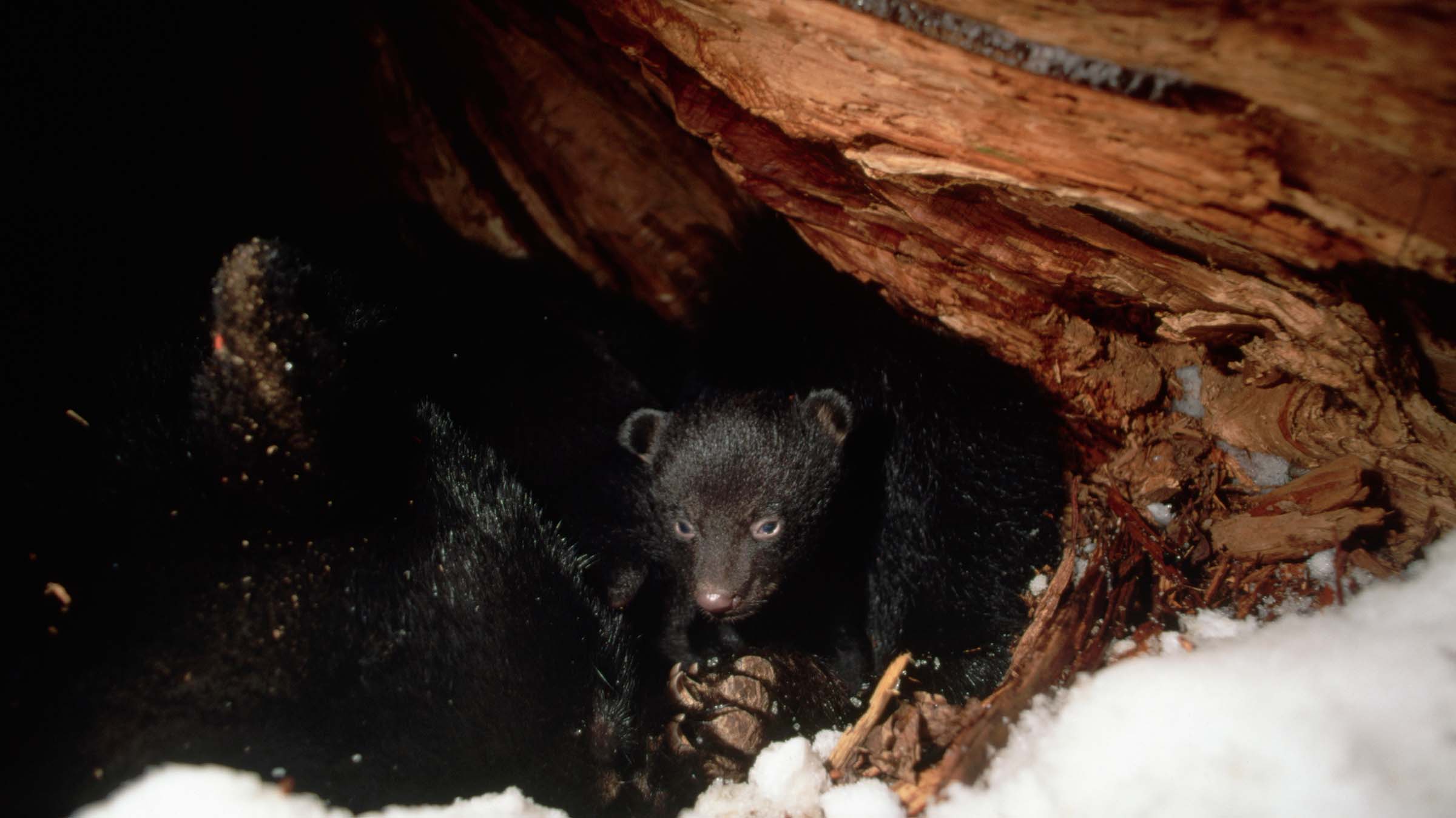 black bears in den