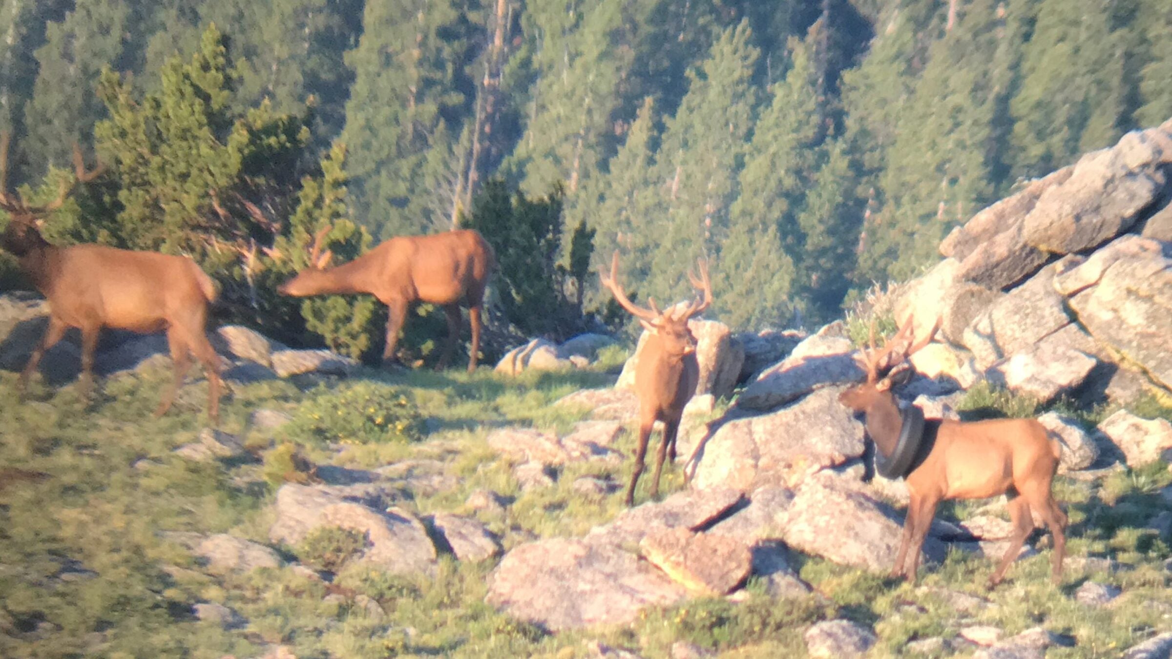 several elk standing by a rock outcropping; one bull elk has a tire around its neck
