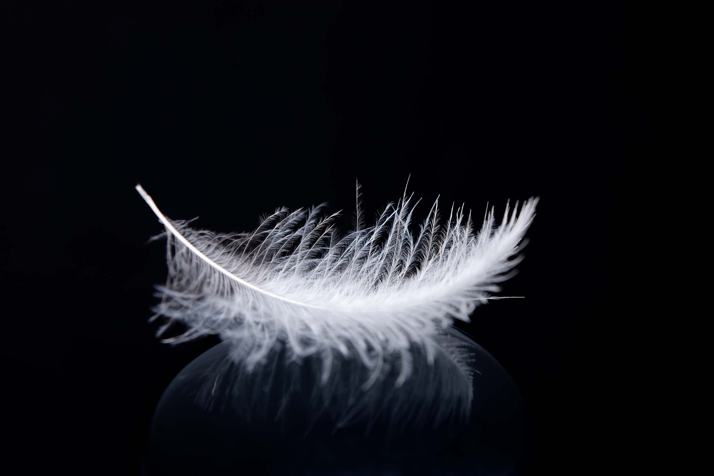 feather
