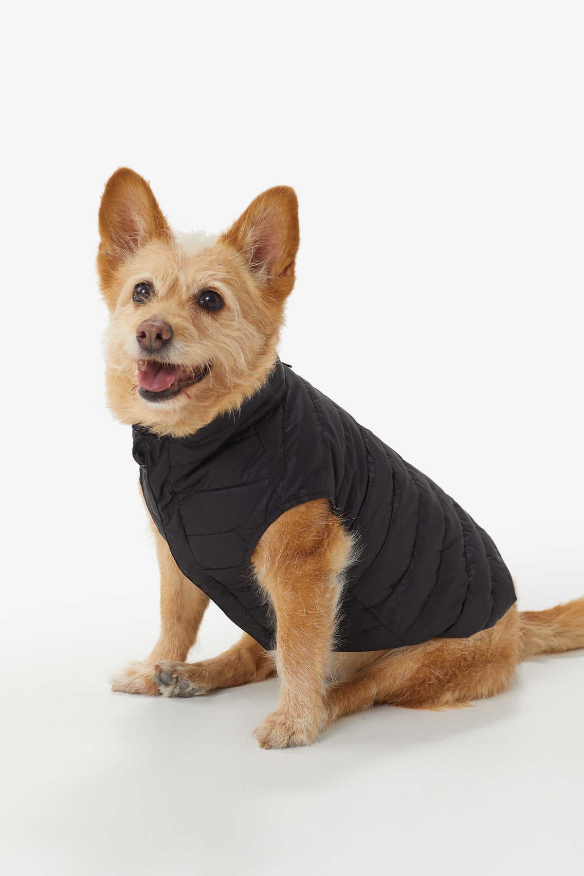 dog jacket