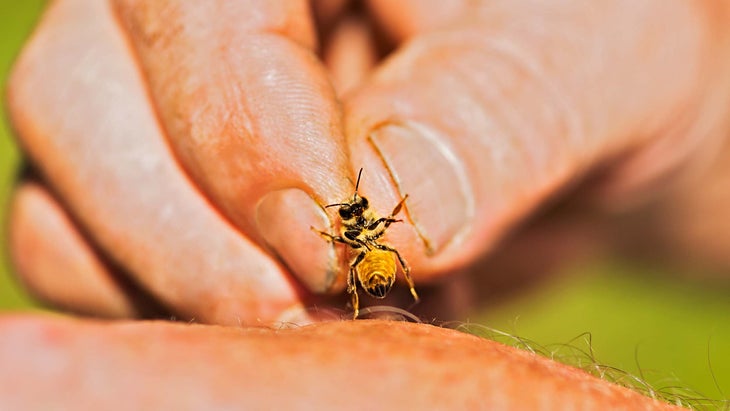 bee