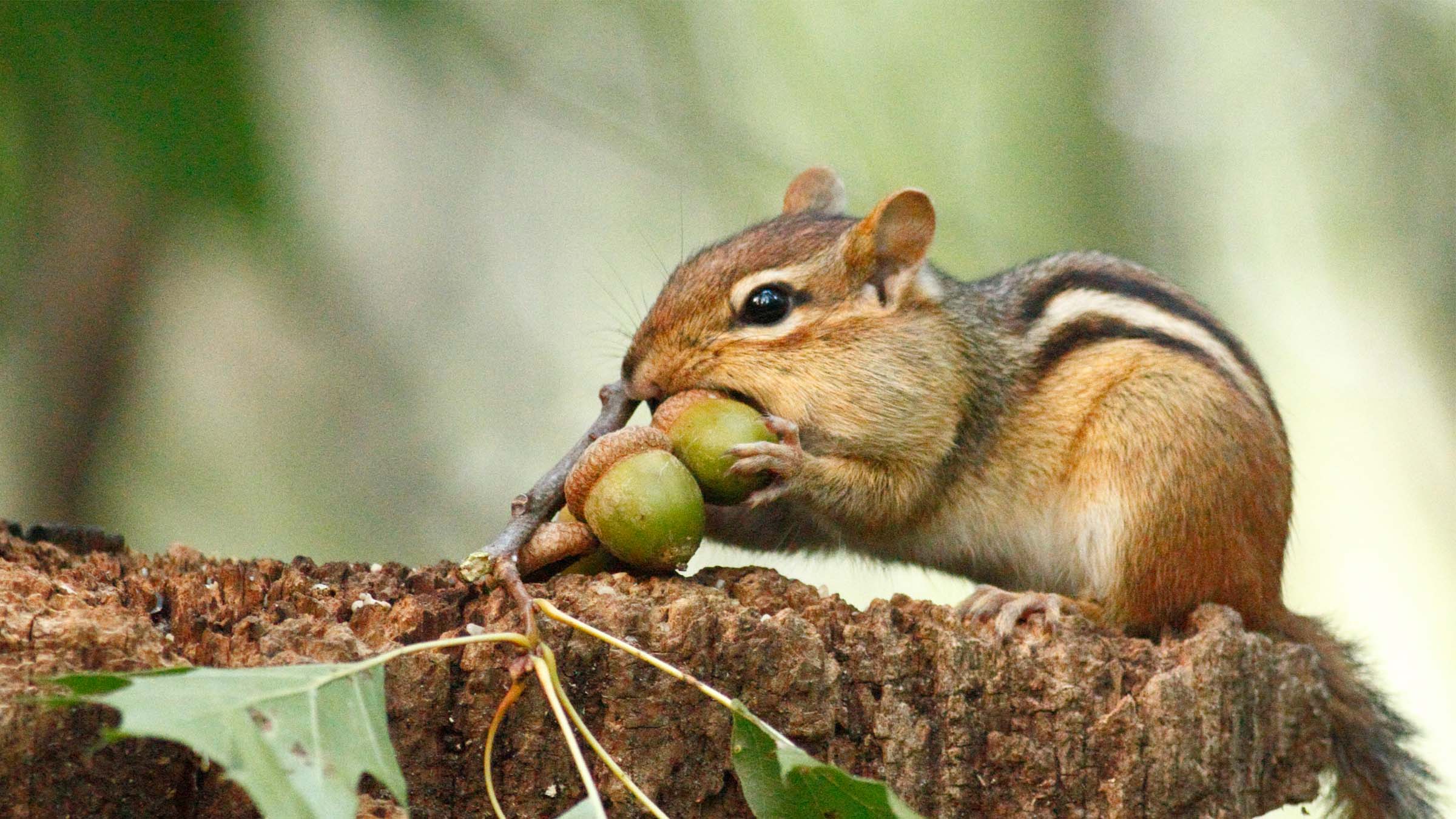 a chipmunk with acorns