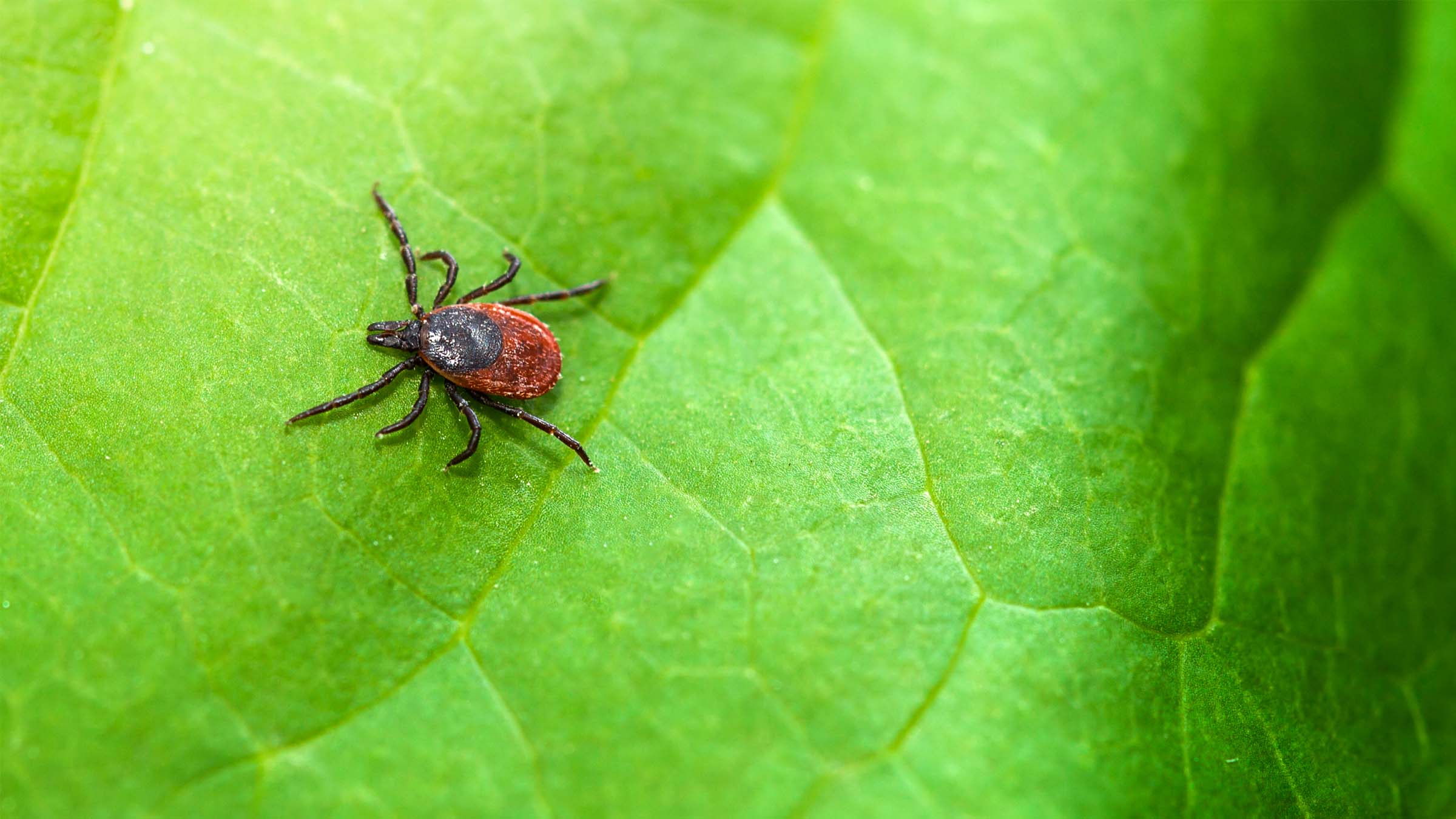 a tick crawling on a leaf