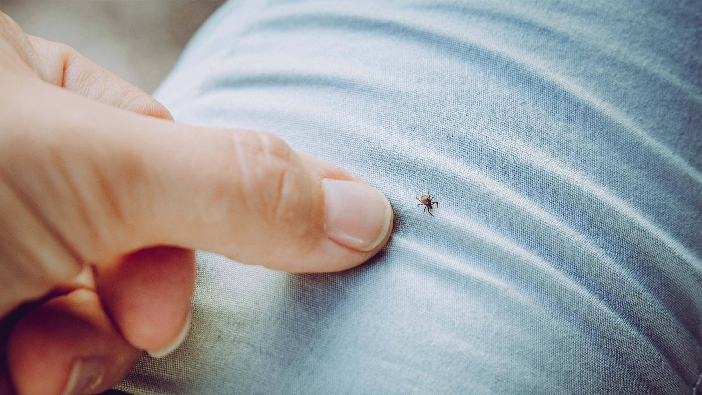 a tick on a pant leg