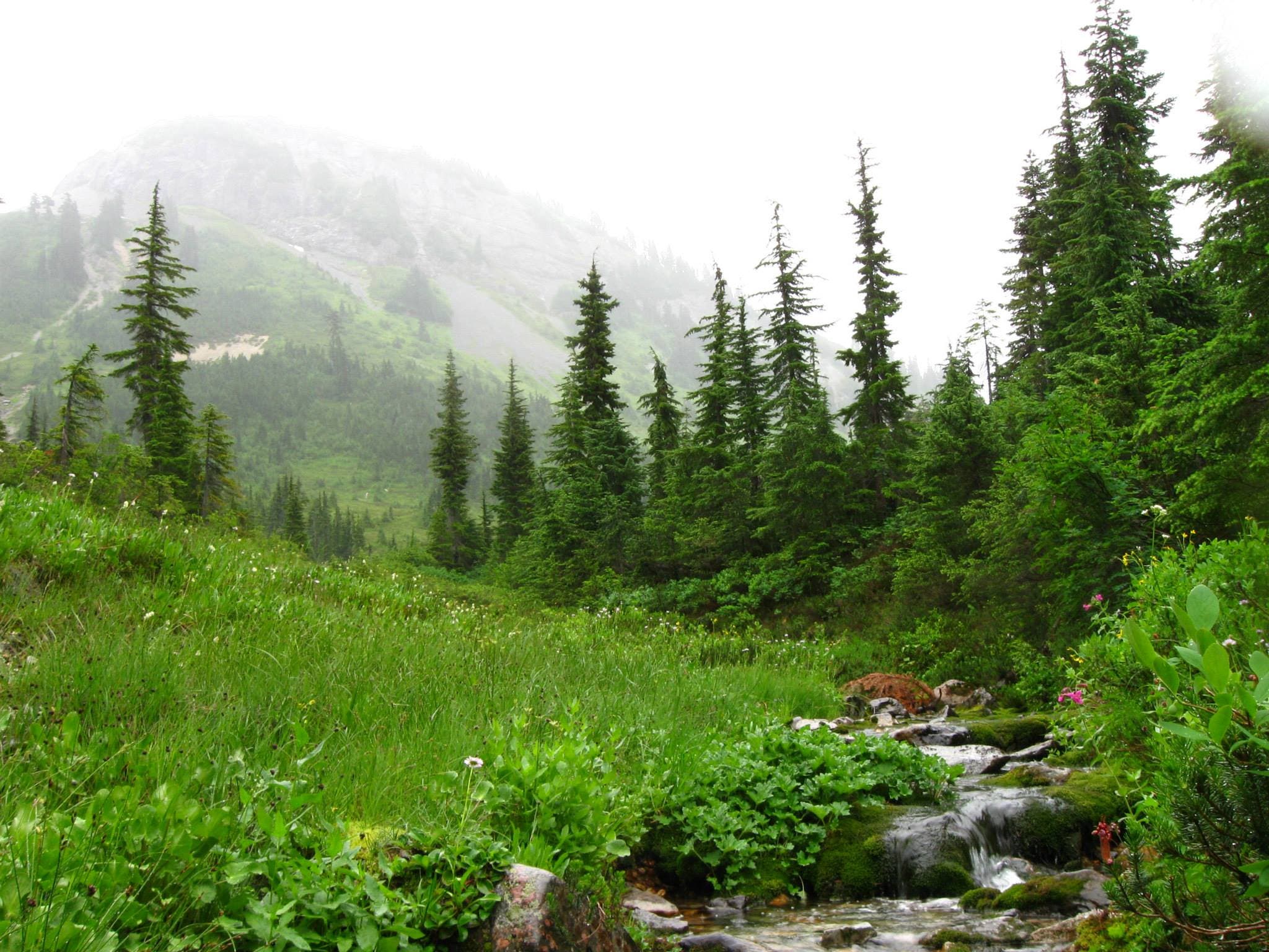 a creek with trees on one side and meadow on the other, with a hillside disappearing into cloud in the background