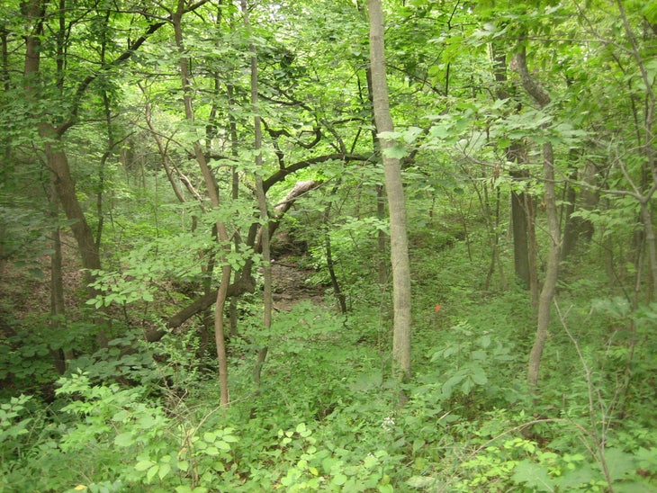 trail through deciduous forest