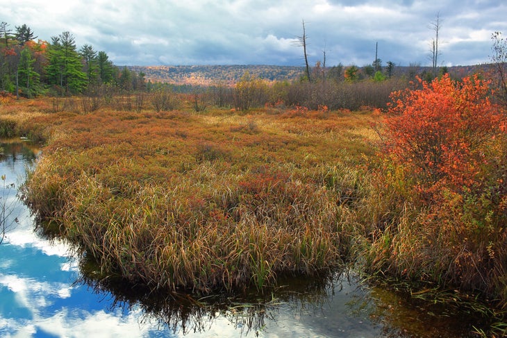 forested bog in Bear Meadows Natural Area