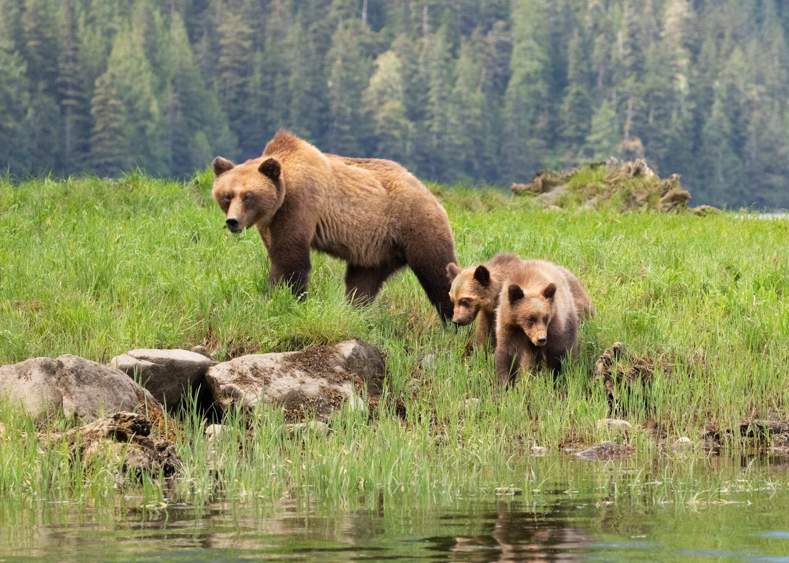 an adult grizzly bear stands above her two cubs on a grassy riverbank
