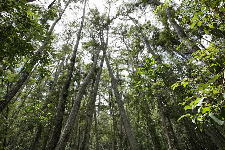 trees in Swamp Sanctuary