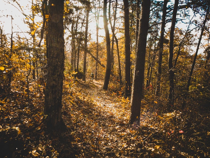 a hiker on a narrow trail through a forest