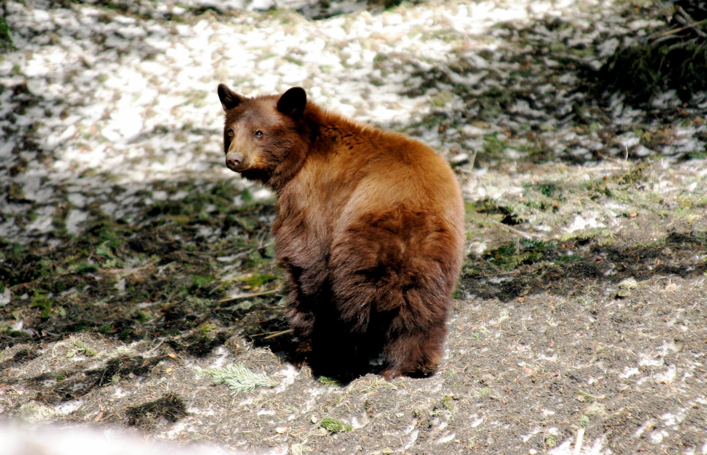 a brown-coated black bear looks back at the camera