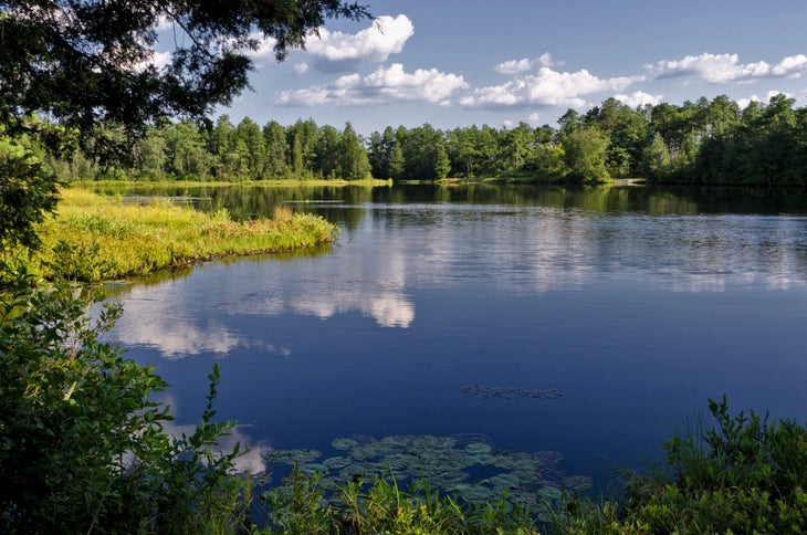 Landscape of the New Jersey Pine Lands in summer.