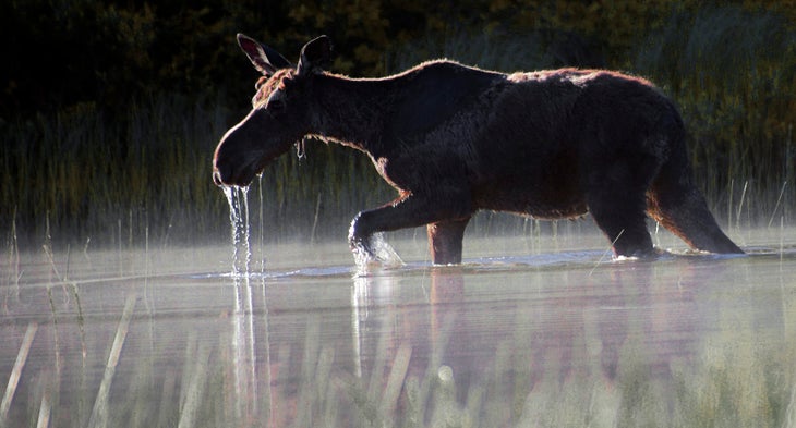 Moose crossing a pond