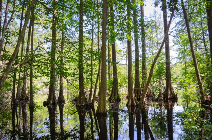 Trap Pond State Park