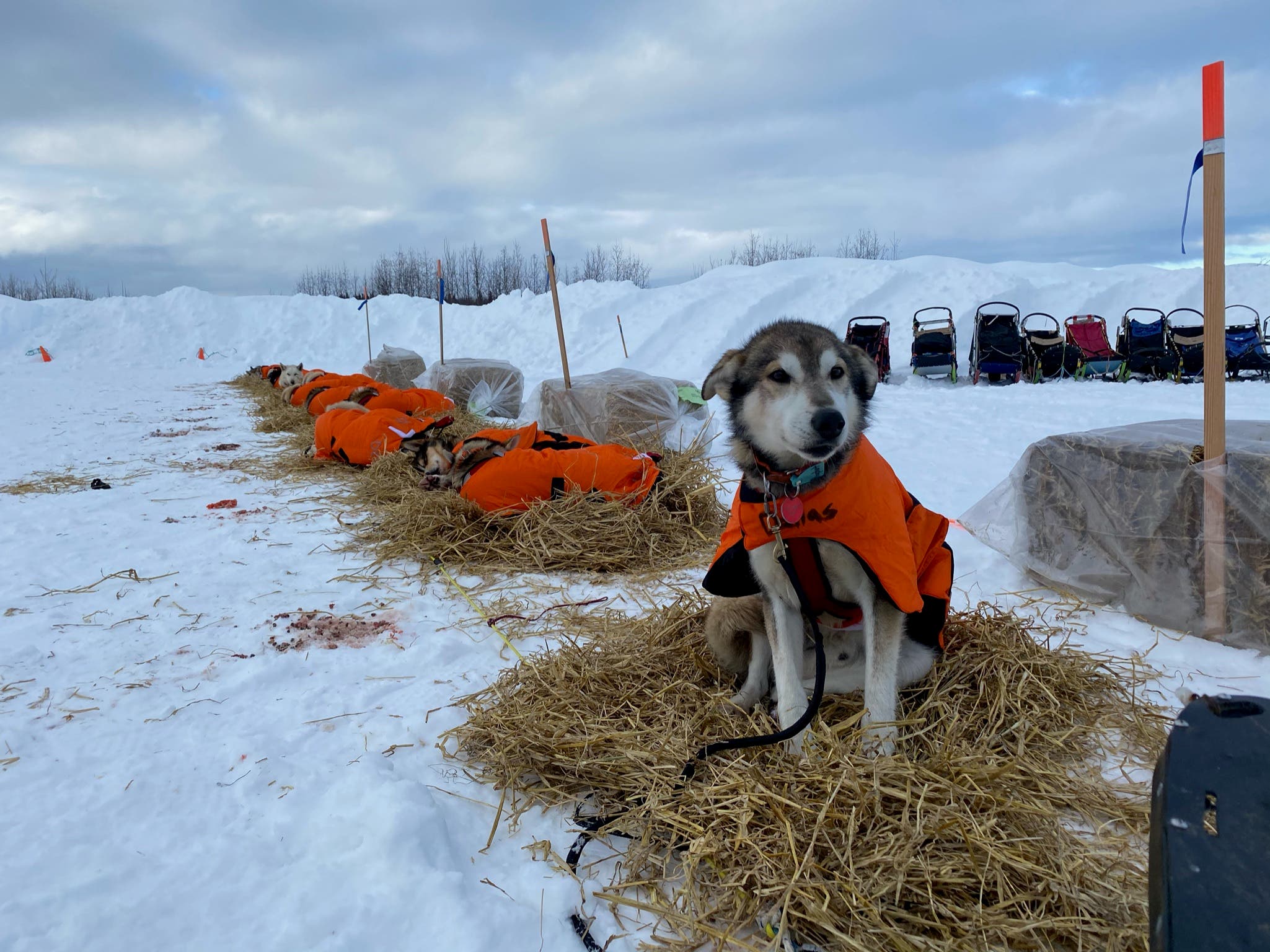 Racing dogs resting at a checkpoint