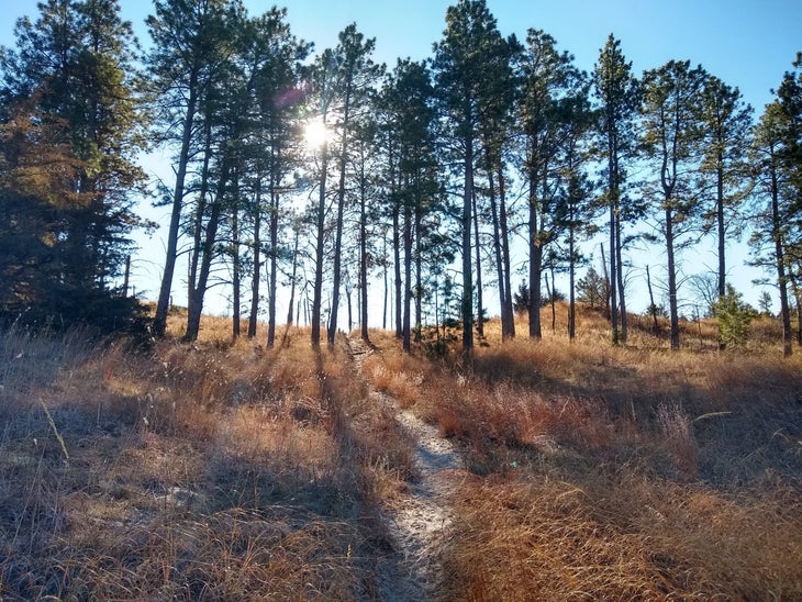 sunlight through the trees at Nebraska State Forest